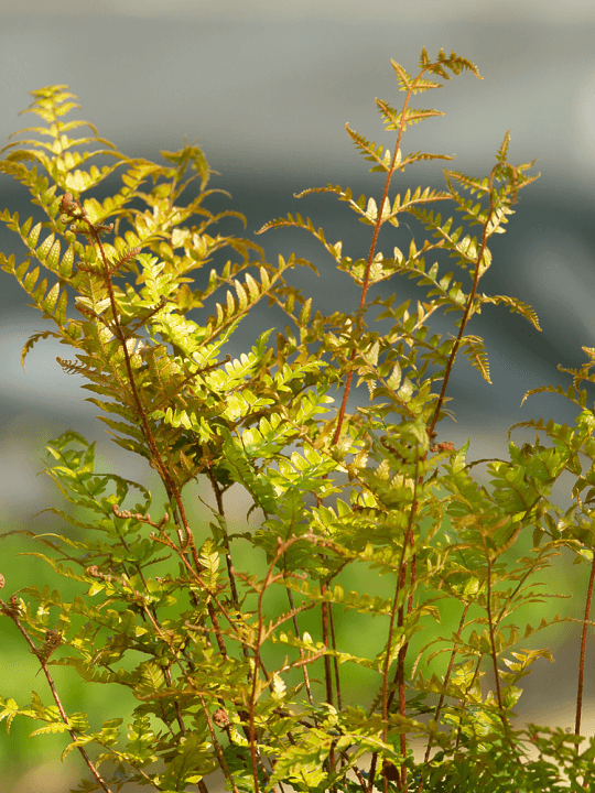 Dryopteris erythrosora